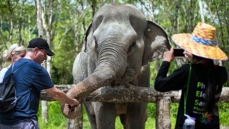 Elephant Sanctuary phuket gezilecek yerler