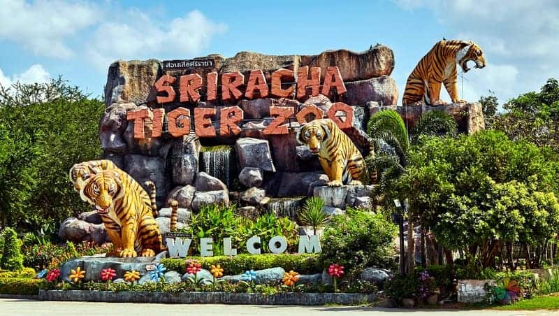 Things to do in Sriracha Tiger Zoo Pattaya
