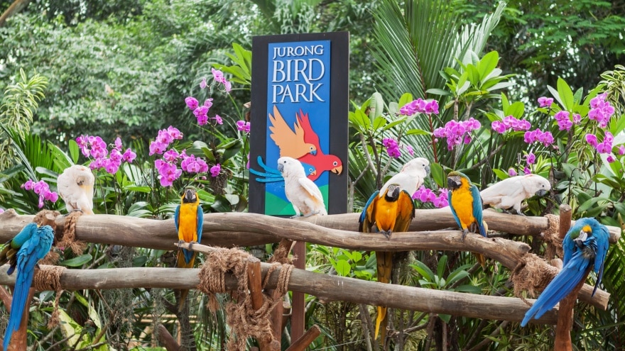 Jurong Bird Park Singapur gezilecek yerler