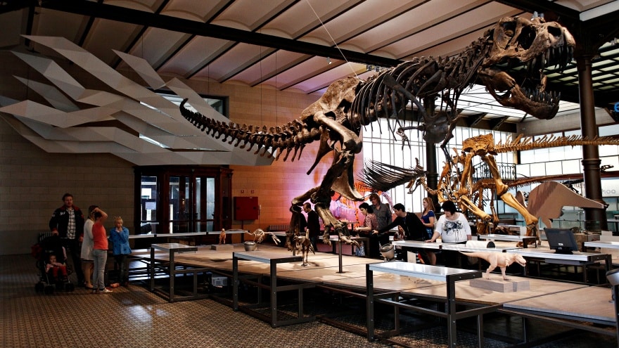 Museum of Natural Sciences Brüksel görülmesi gereken yerler