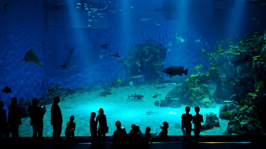 National Aquarium Denmark Kopenhag'da gezilecek yerler