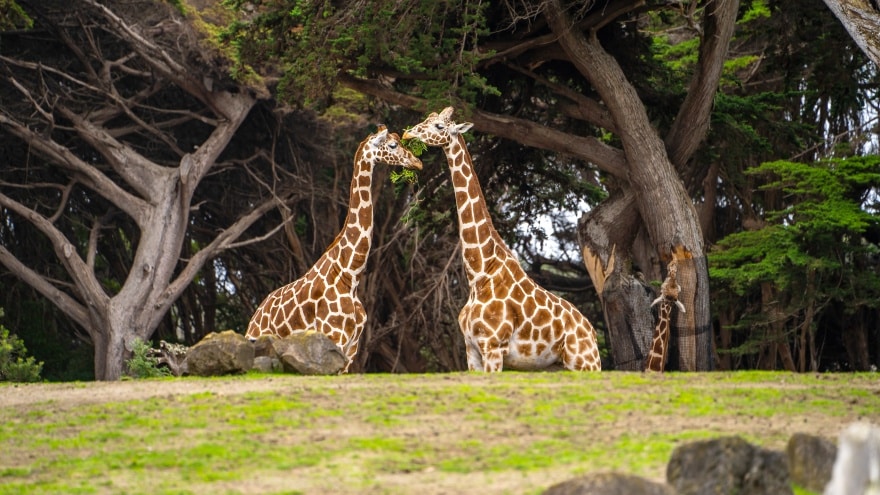 San Francisco Zoo San Francisco'da gezilecek yerler