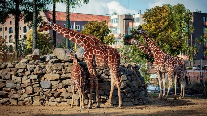 Artis Zoo Amsterdam'da gezilecek yerler