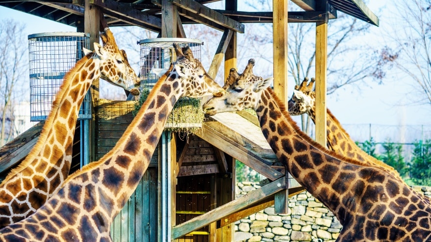 Bursa gezilecek yerler Bursa Hayvanat Bahçesi