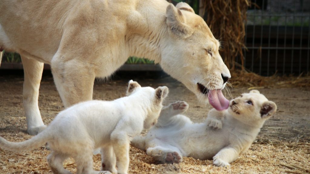 berlin zoolojik bahcesi Berlin Zoolojik Bahçesi – Avrupa’nın En Eskisi