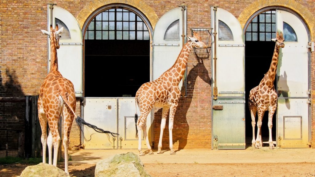 ZSL London Zoo – Şehir merkezinde doğayla buluşma noktası