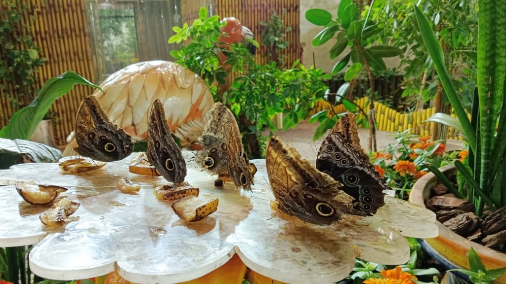 Dubai Butterfly Garden – Rengarenk kelebeklerle dolu bir dünya
