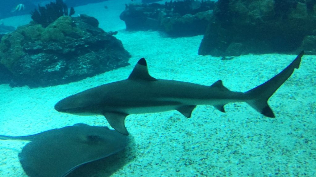 zoo aquarium madrid Zoo Aquarium – Hayvanlar ve deniz canlıları bir arada