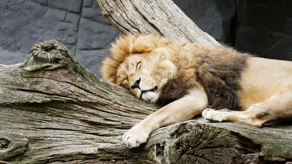 tierpark hagenbeck hamburg Tierpark Hagenbeck – Doğal yaşam parkı