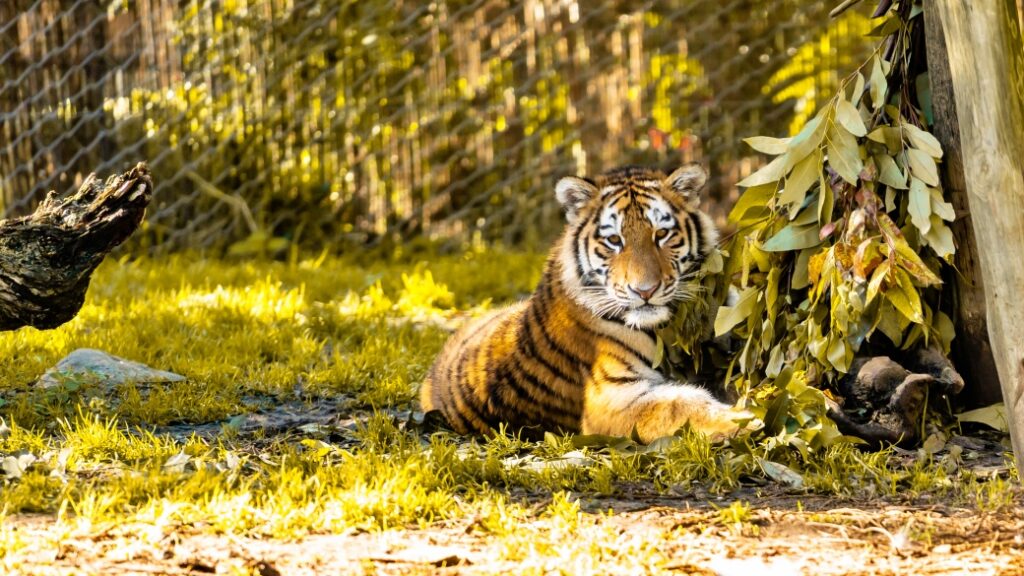 jardim zoologico lizbon Jardim Zoológico – Şehrin kalbinde bir vahşi yaşam parkı