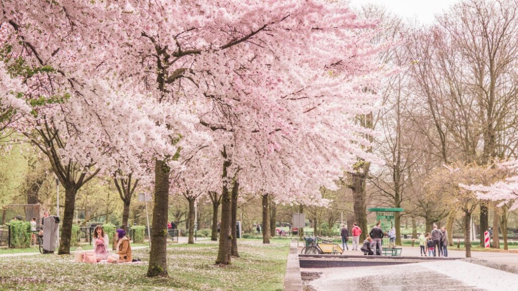 westerpark amsterdam Westerpark – Amsterdam’da kültür ve doğa